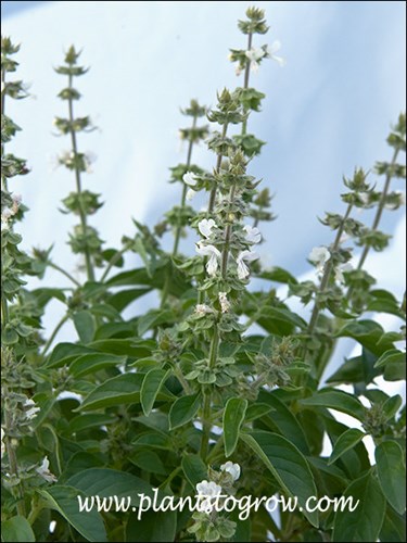 Typical Lamiaceae flower